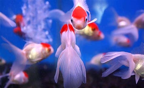 養三條金魚|養幾條最好？如何旺財運？養魚風水講究入門